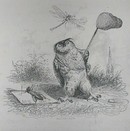 1867 Grandville Engraving of an Owl