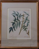 Redoute Hand Colored Engraving